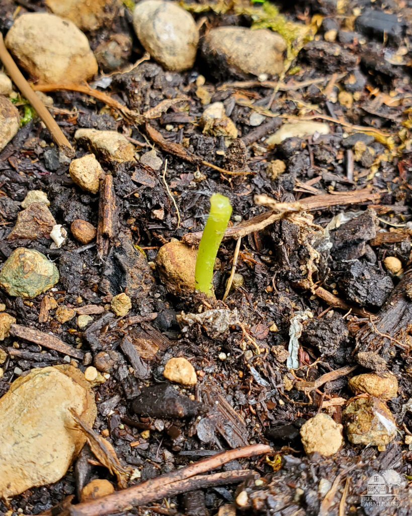 Rabbits and mice love to eat sunflower seedlings!