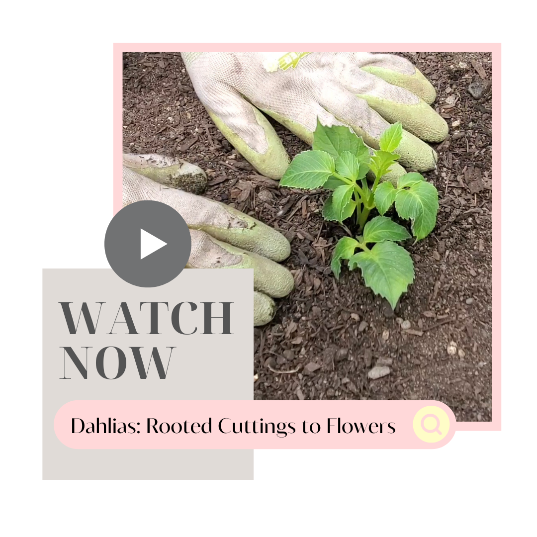 This short video follows dahlia rooted cuttings from planting to flowering