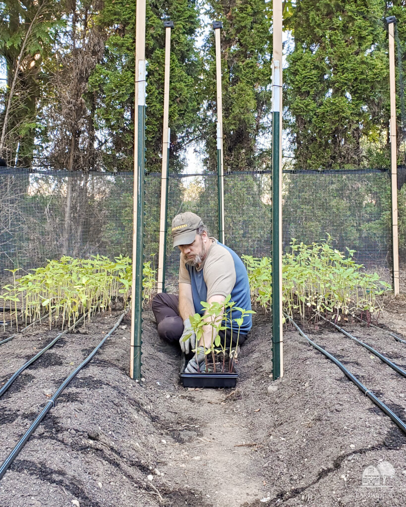 We start all of our sunflowers indoors and transplant out mature seedlings to the garden.