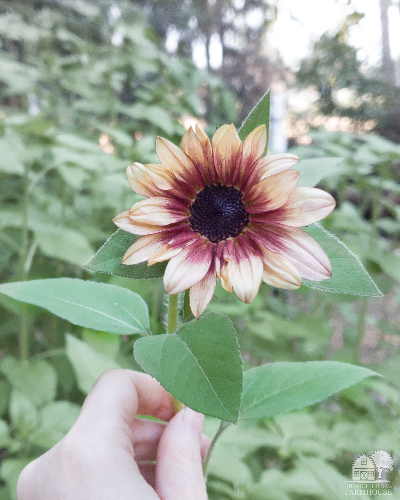 We grow thousands of sunflowers on our farm and don't need much space to do it!