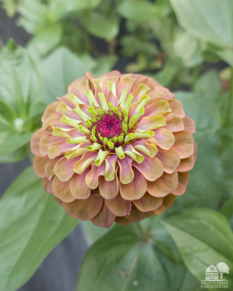 Queen Lime Red Zinnias have become a farm favorite, and we'll be growing even more of these beauties next year