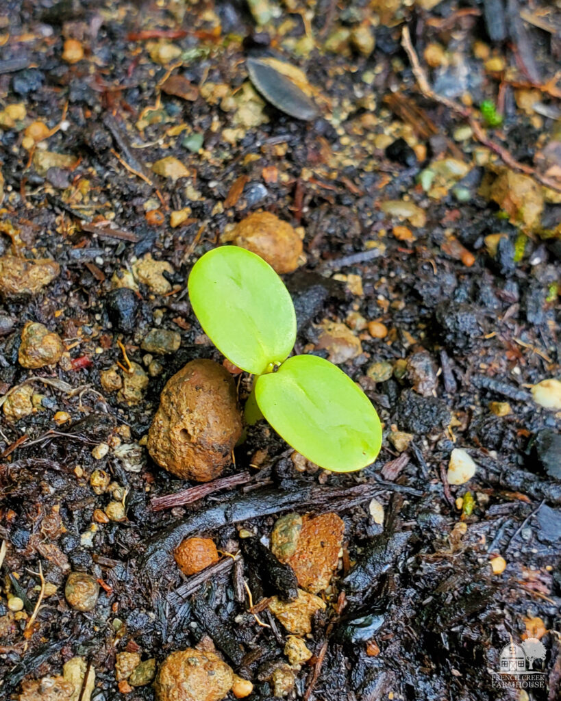 Sunflower seedlings are especially susceptible to pests and need protection to thrive