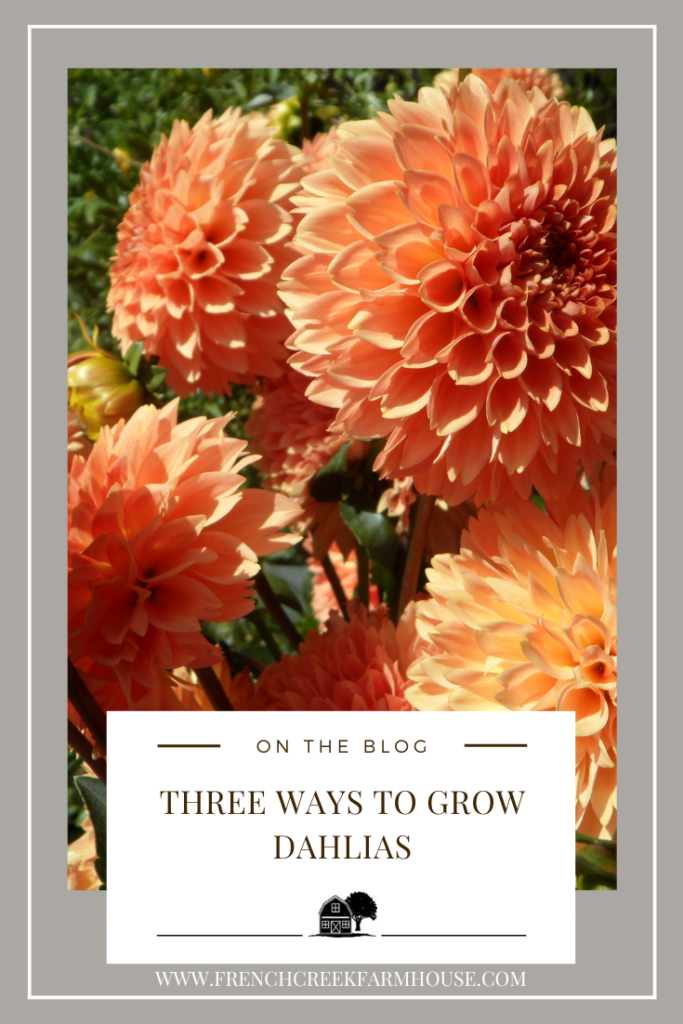 Do you know all three ways to grow dahlias? Find the one that works best for your garden.