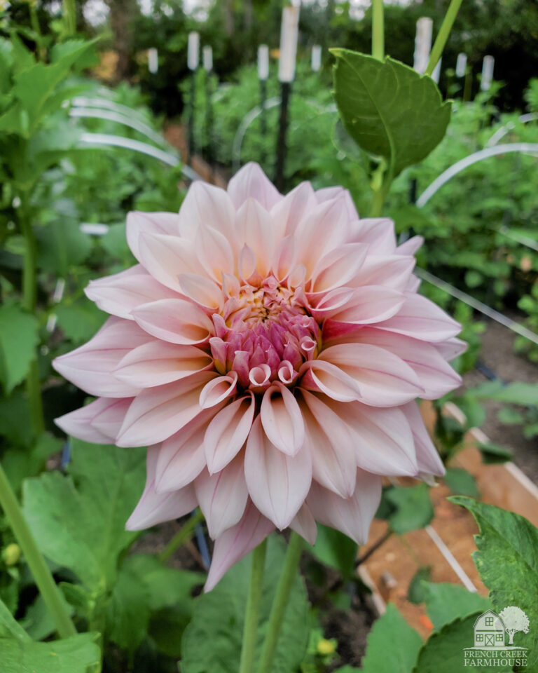 Three Ways to Grow Dahlias