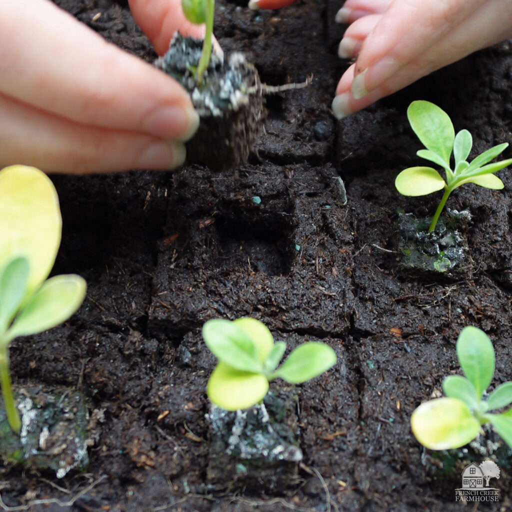 Bumping seedlings from mini to large soil blocks is very simple and creates a stronger plant for transplanting