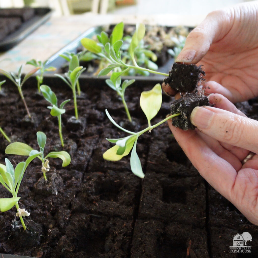 Seedlings grown in mini soil blocks can be bumped up into larger blocks to continue growing