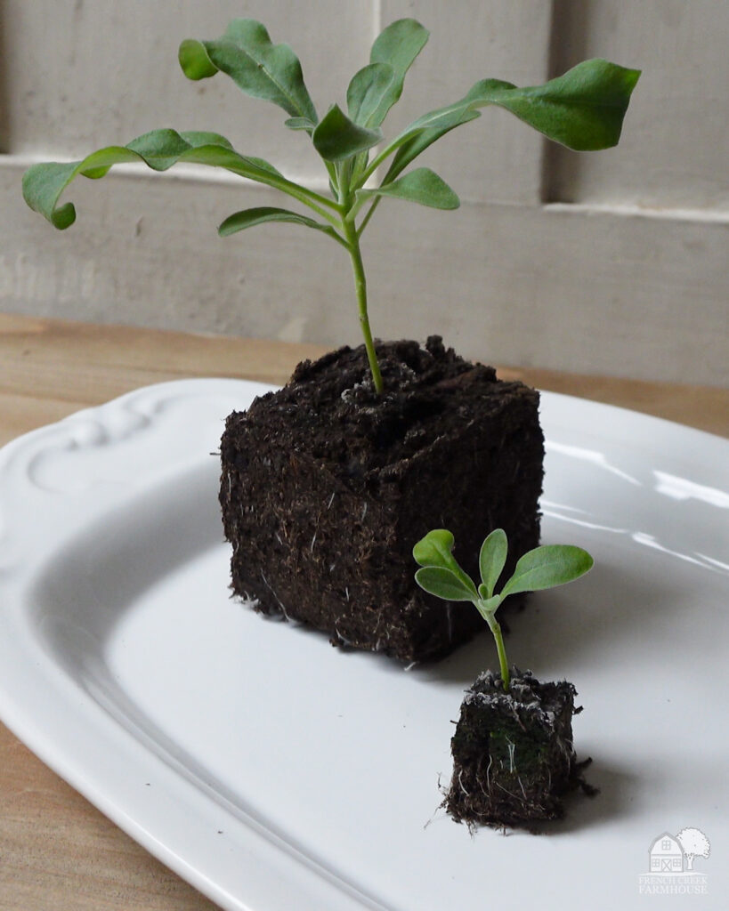 Seedlings in mini soil blocks are bumped up to larger blocks after they have their first true leaves