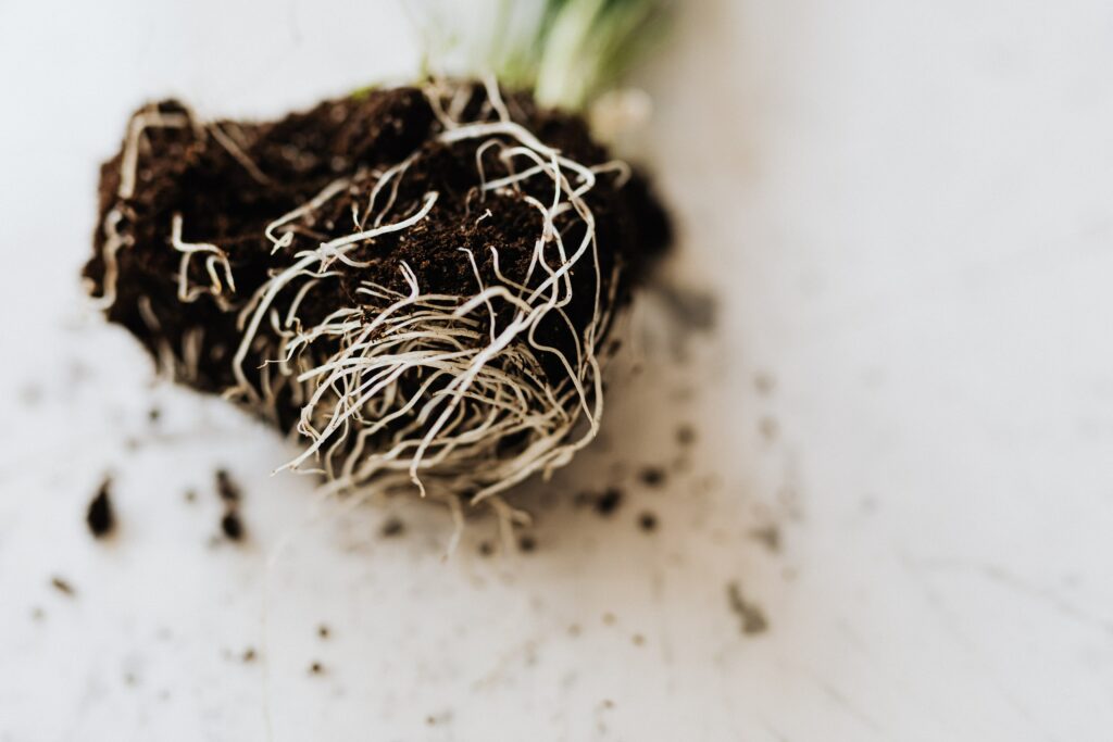 Allowing seedlings to become root-bound decreases plant health