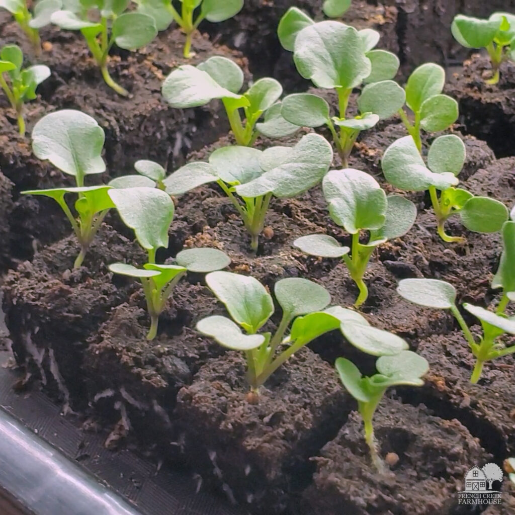 One benefit of soil blocking for seedlings is the air pruning of roots