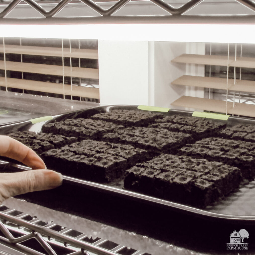 In the same space as a 50-cell greenhouse tray, we can start 300 seeds in soil blocks