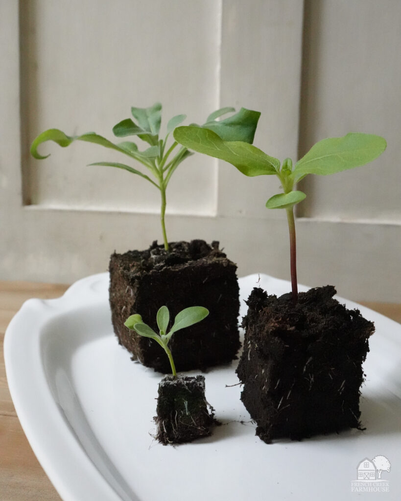 Starting seeds in soil blocks helps to create better seedlings to transplant to your winter garden