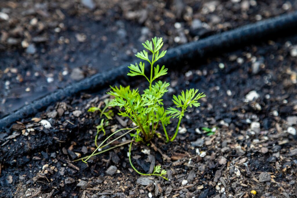 Drip irrigation is an efficient way to get water directly to a plant.
