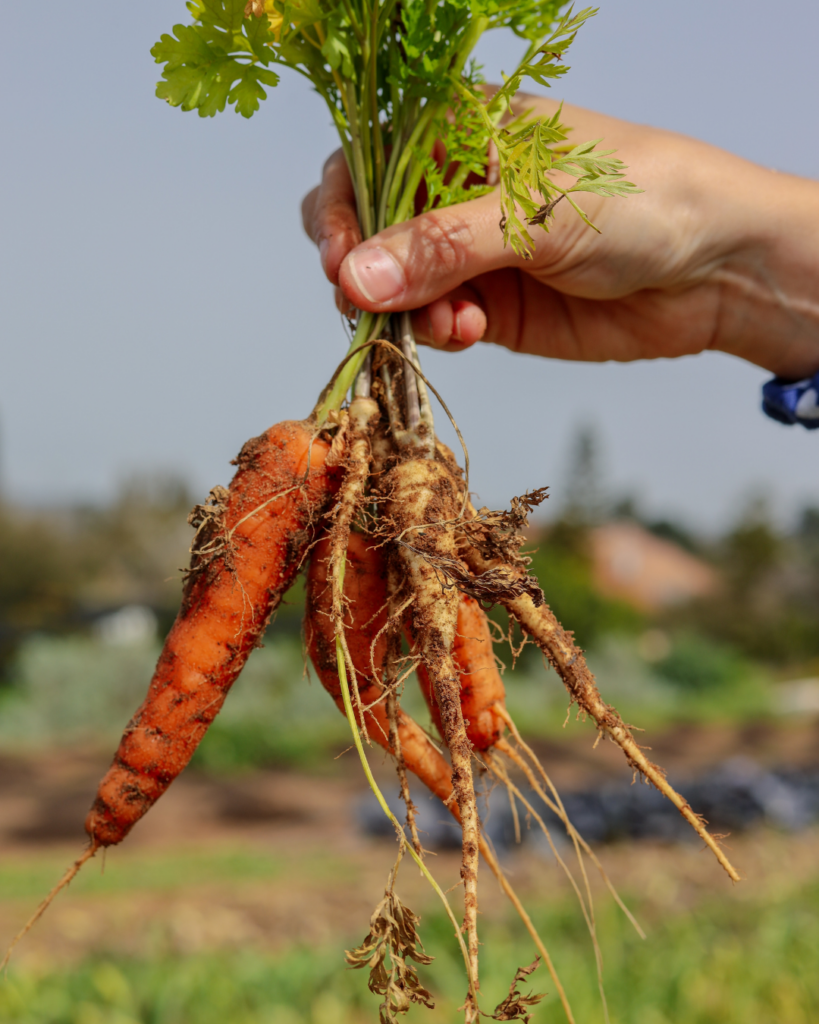Day length plays a big role in tuber formation