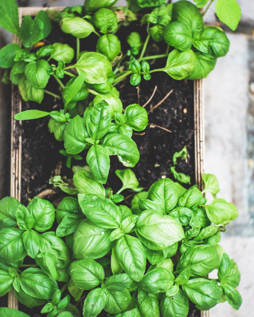 Herbs are an easy winter crop that anyone can grow without even going outdoors!