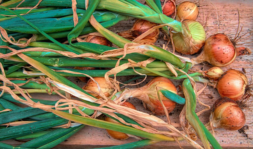Bulb vegetables, like onions, are ideally suited for growing in the winter.