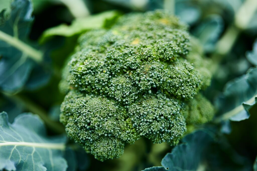 Cruciferous vegetables are excellent winter crops to grow in your garden.