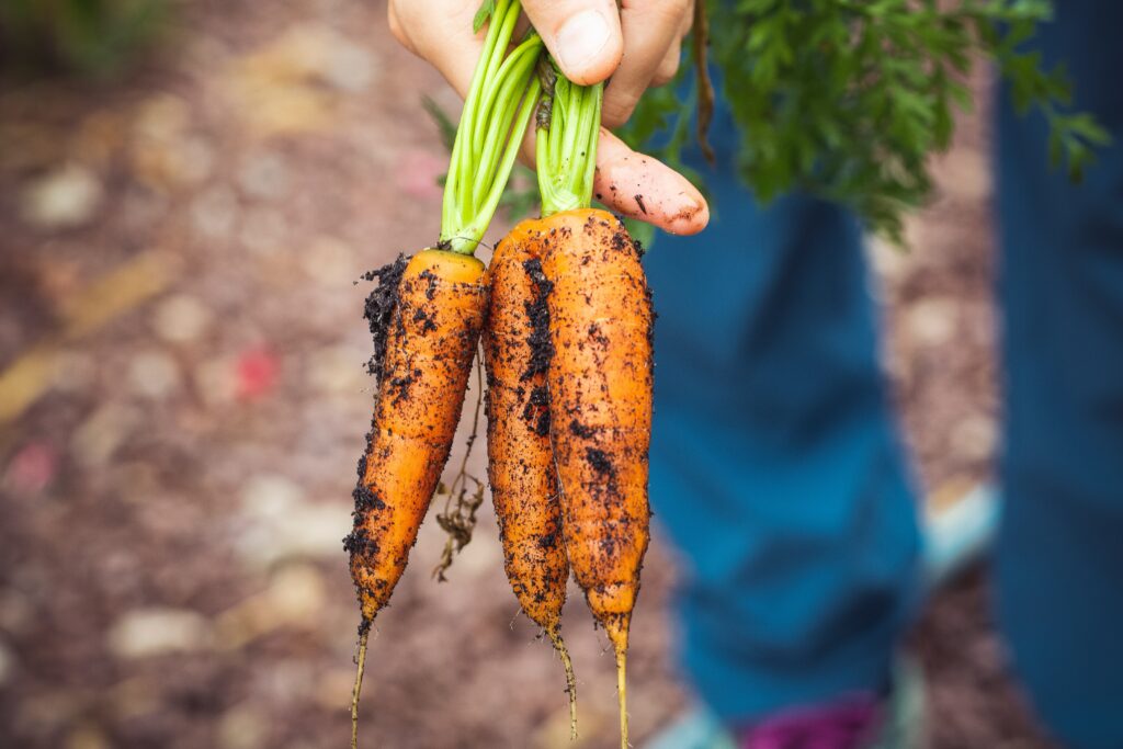 Winter crops, like carrots, have better flavors because they convert starches to sugar to protect against cold temperatures.