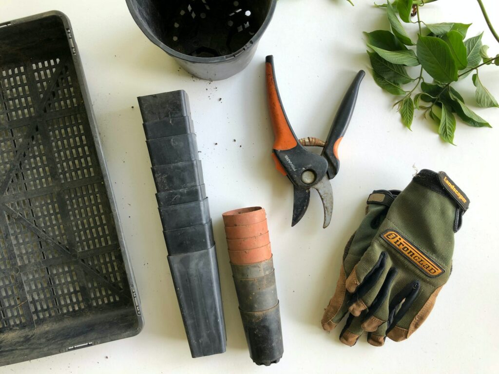 Starting seeds indoors will give your plants a head start in your winter garden