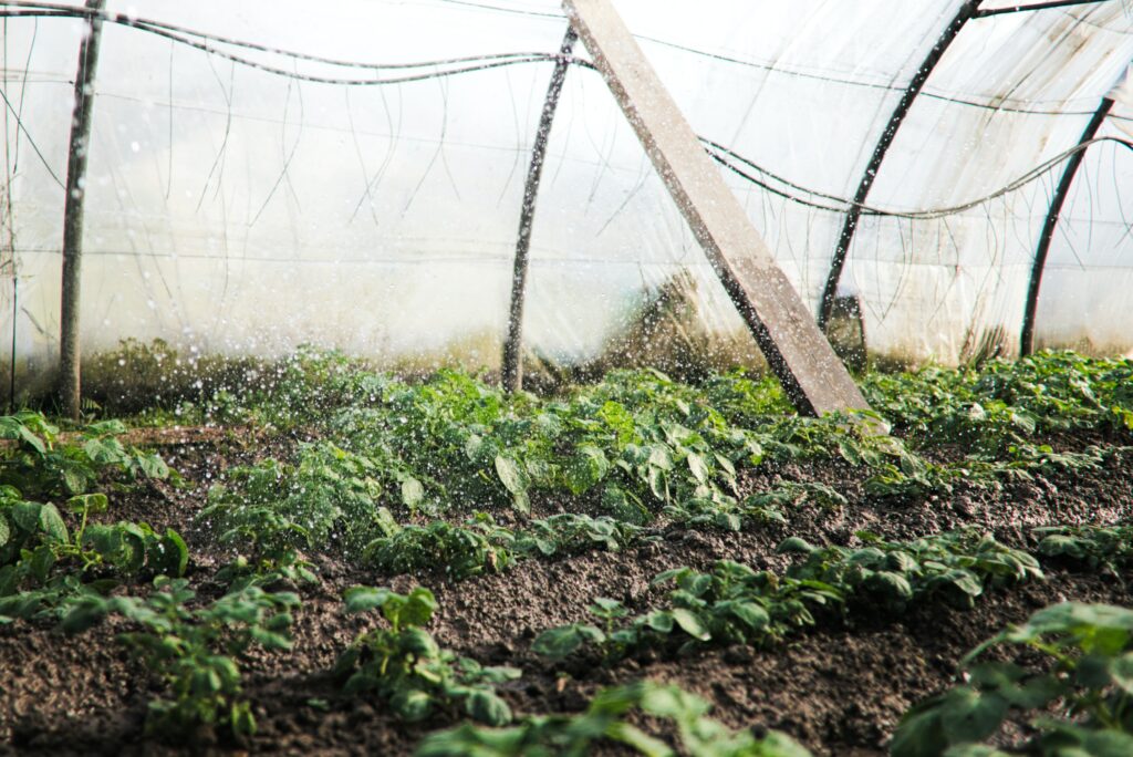 You can protect your winter vegetables from frost and snow using simple row covers or tunnels