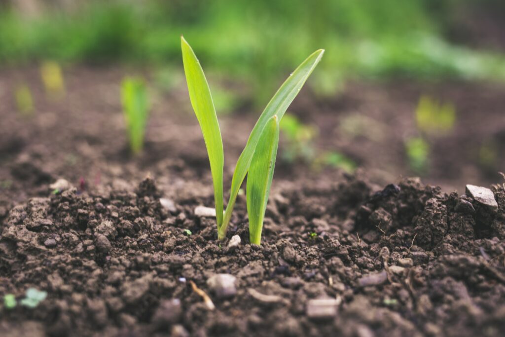 Adding compost to your garden helps to improve the structure and health of your soil