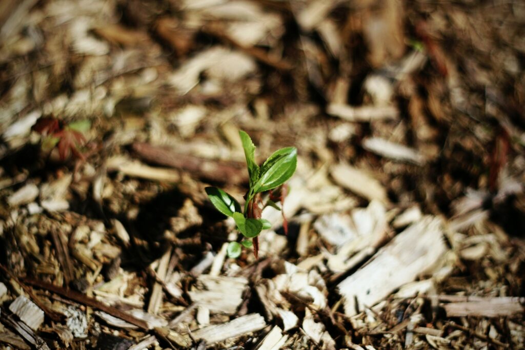 Mulch helps to regulate your garden's soil temperature and moisture retention
