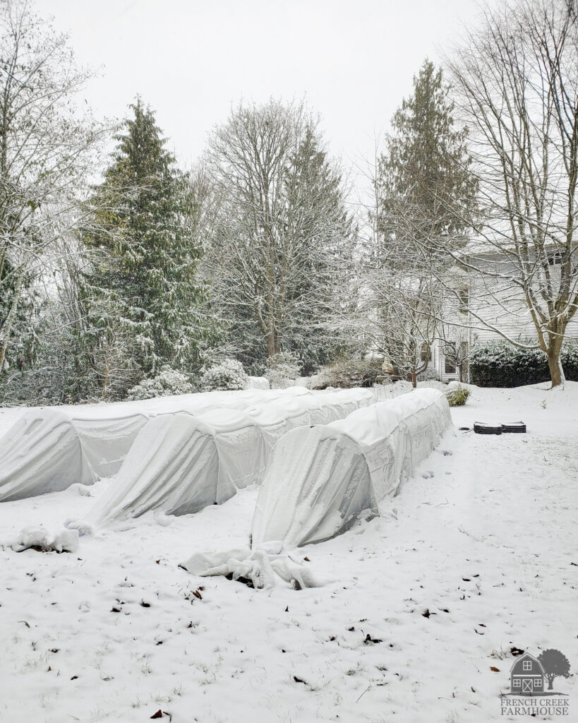 Covering crops in winter
