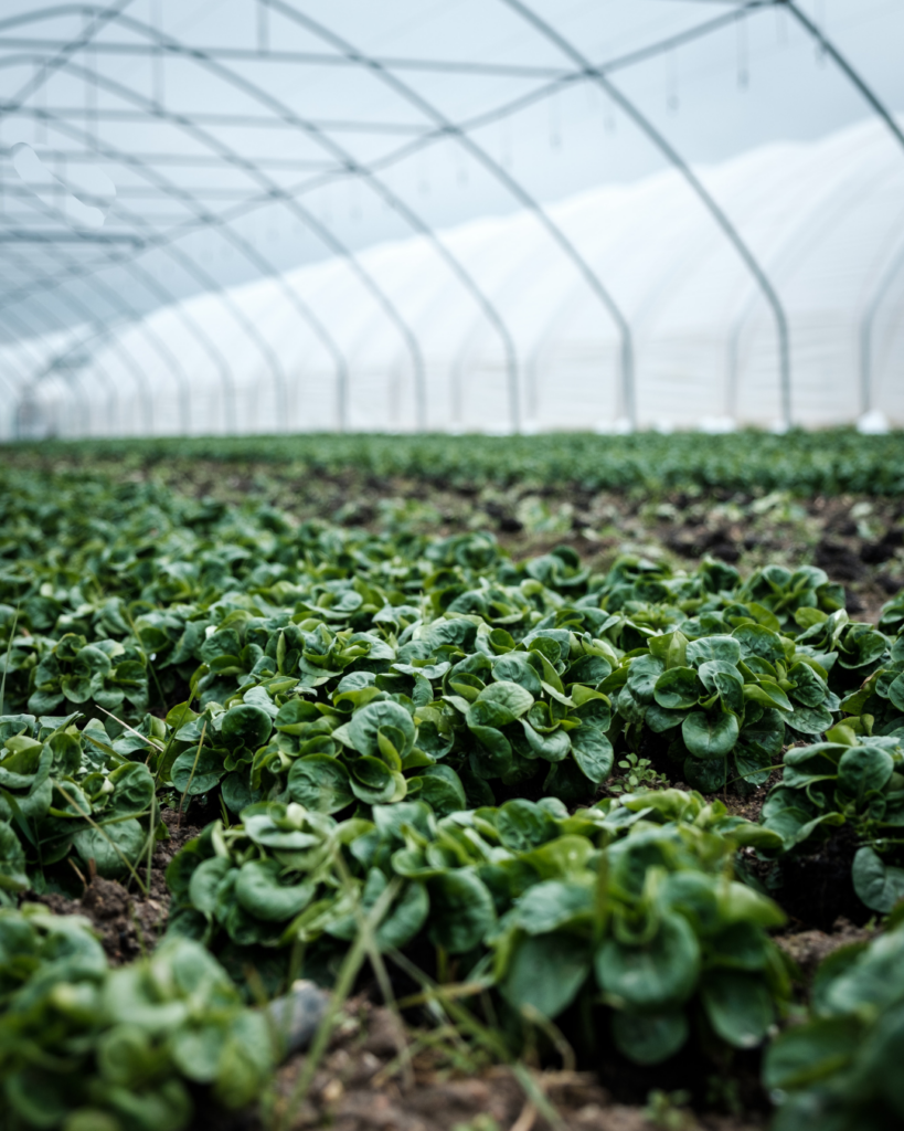 High tunnels make it easy to farm year-round