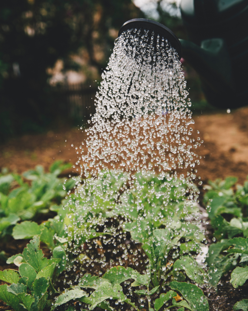 Your garden needs water--even in the winter!