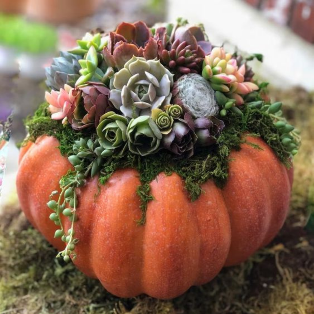 Succulent topped pumpkin centerpiece arrangement