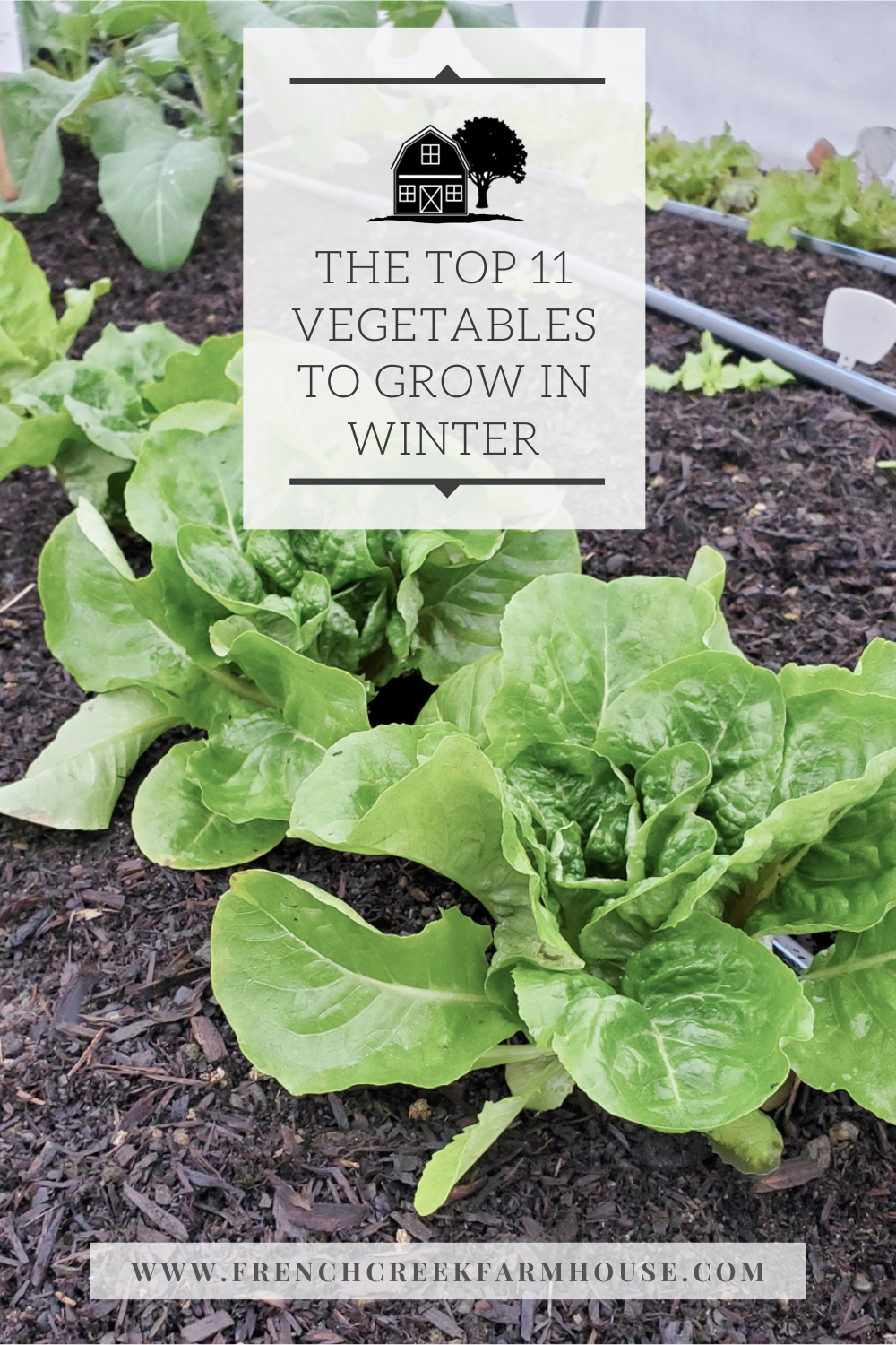 Growing vegetables during winter is not only possible, but also produces incredible flavors in cold temperatures. These 11 crops are the best to try for beginners!