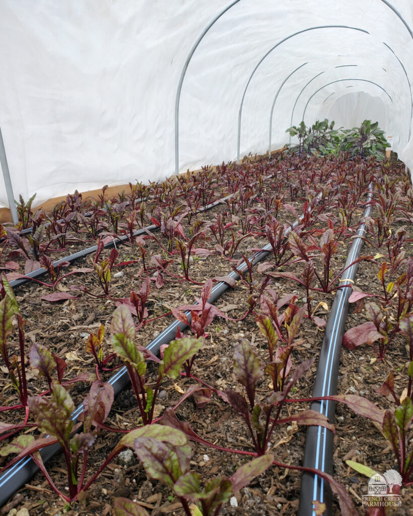 We grow hundreds of beets over the winter for an early spring harvest.