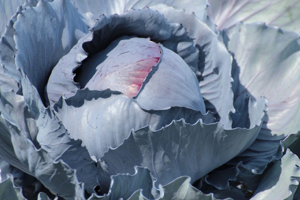 Grow beautiful cabbage during the cold winter months with ease