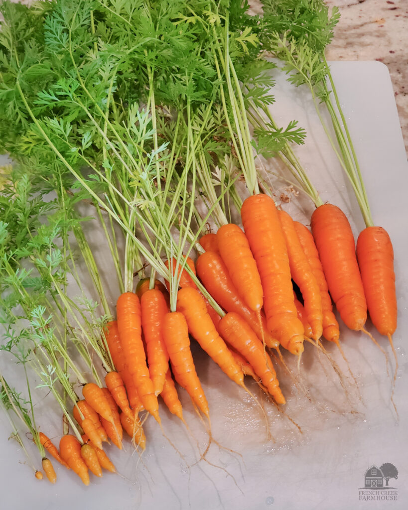 Carrots are an ideal crop to grow in winter because they're sweeter in cold weather