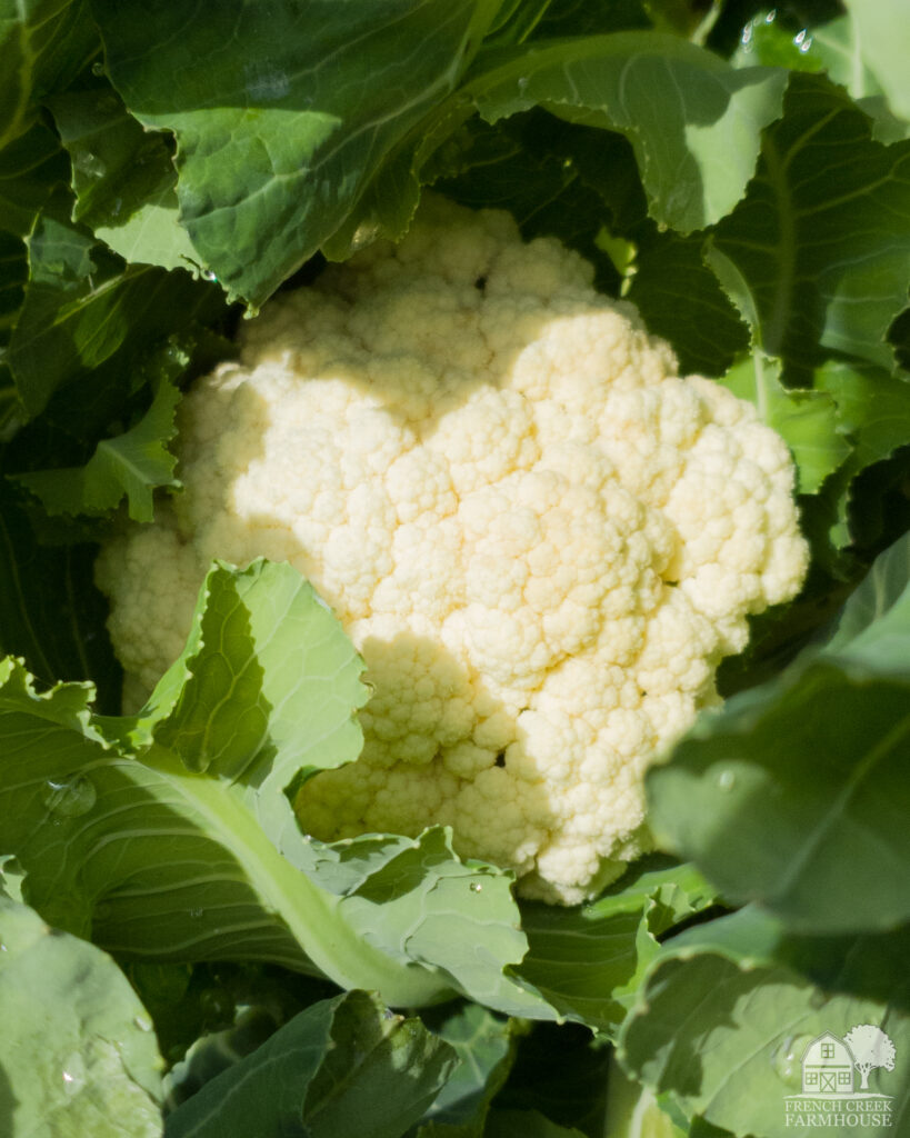 Cauliflower is an easy crop to grow over winter