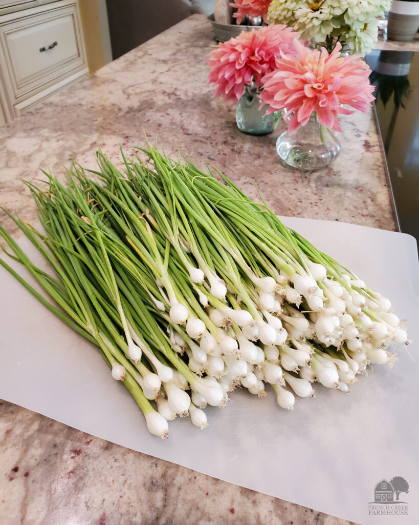 Green onions can be grown year-round, so they're perfect to grow in the winter months