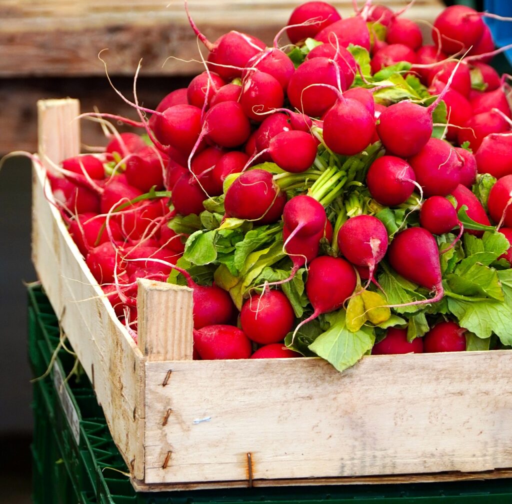 Radishes are an easy crop for beginners and ideal for the winter vegetable garden