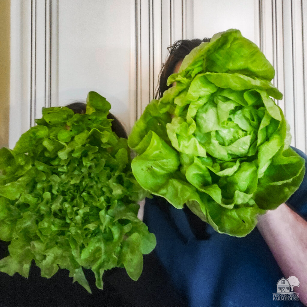 We plant 24 heads of lettuce each week during the winter months!