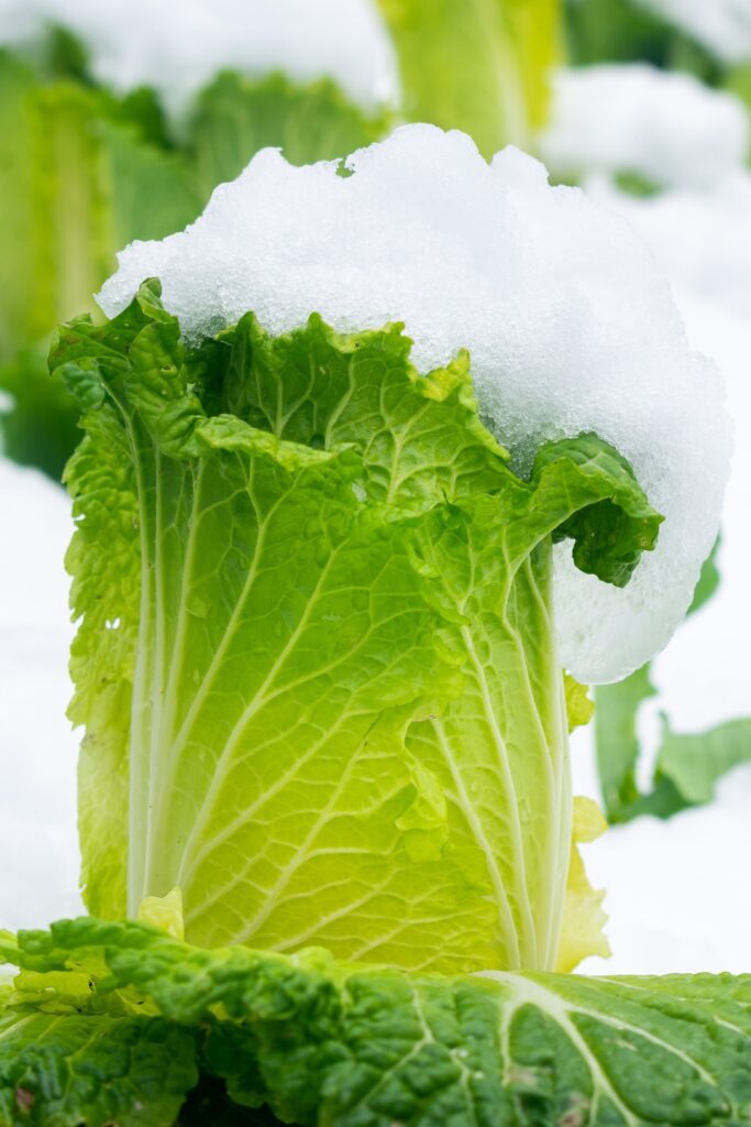 You can grow many vegetables, including cabbage, in the middle of winter!