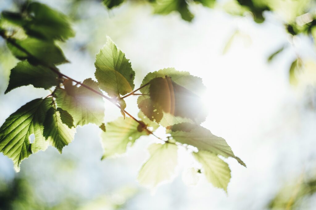 Sunlight filtered through tree leaves