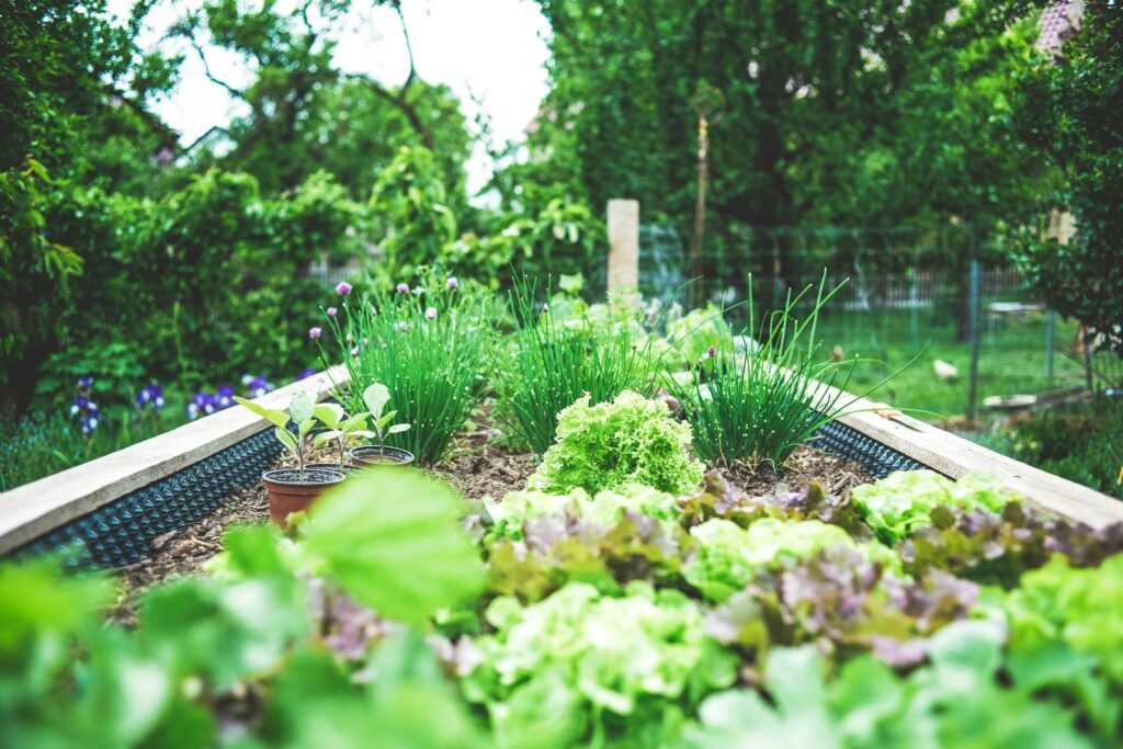 A raised garden bed with lettuce and chives