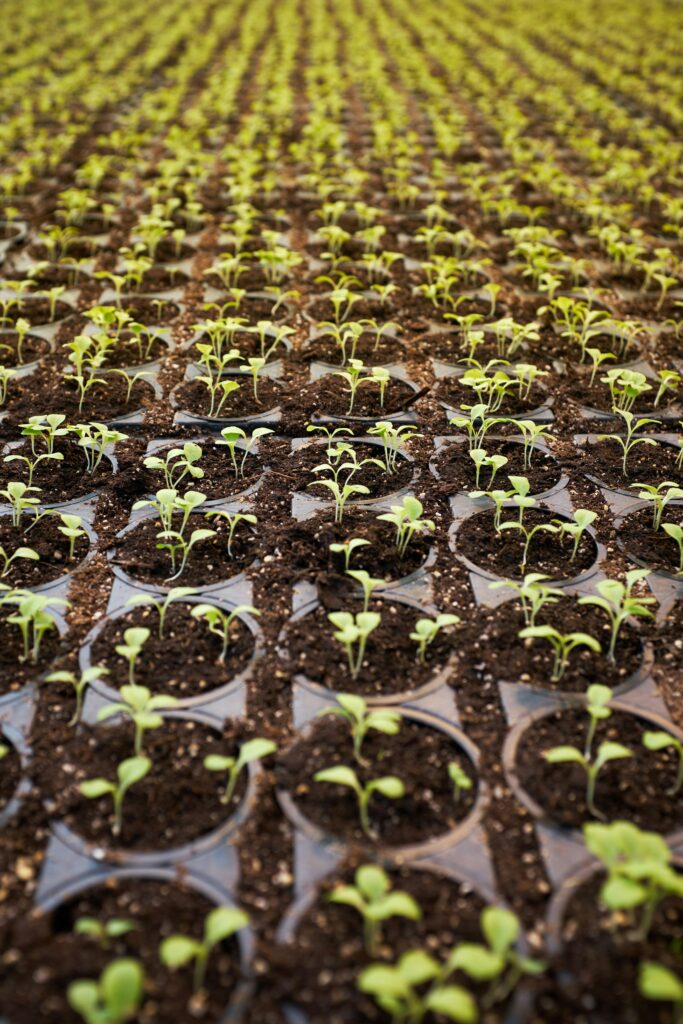 Hundreds of seedlings under grow lights during the Persephone Period