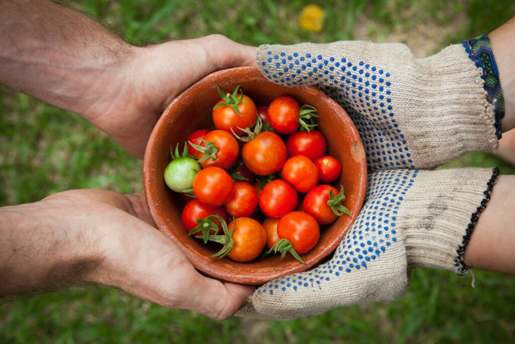 Tomato harvest in a bowl