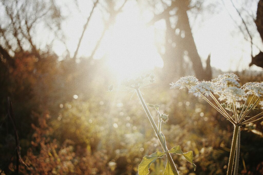 Wildflowers in a sunset