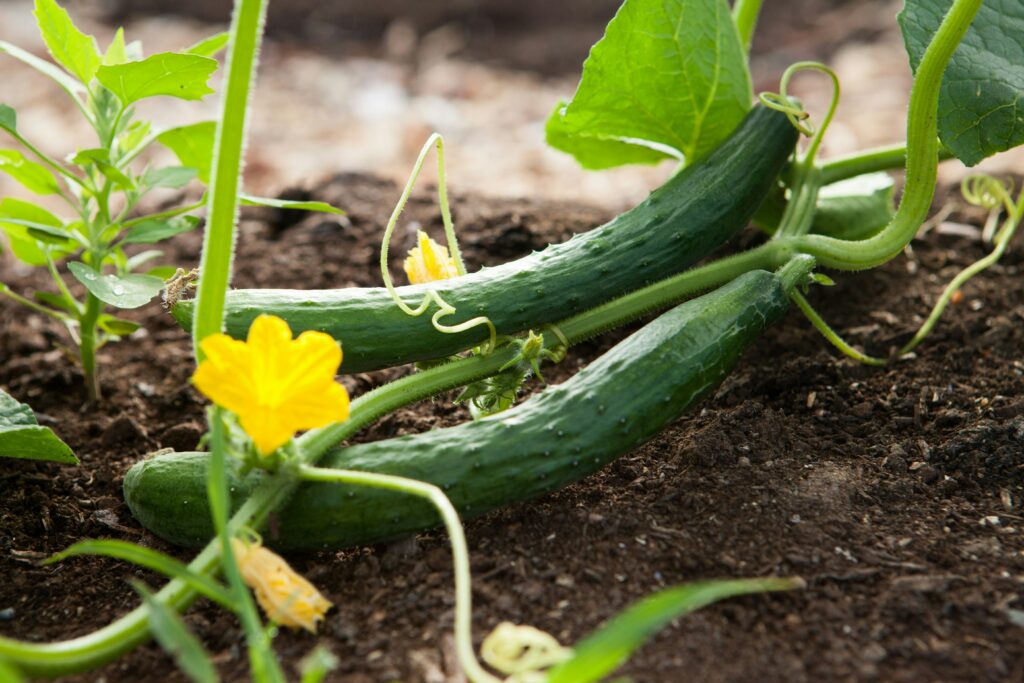 Cucumbers on the vine with blossoms