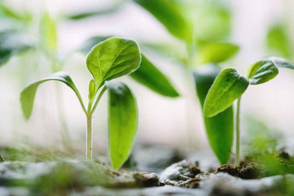 Seedlings grown under indoor supplemental light