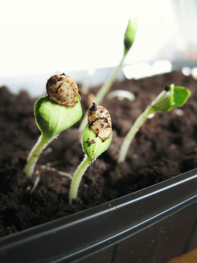 Seedlings emerging from soil under grow lights