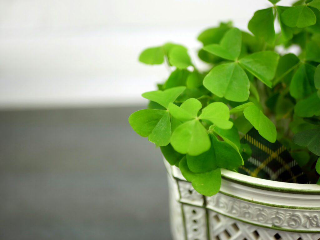 Oxalis is a fun plant to grow for St. Patrick's Day