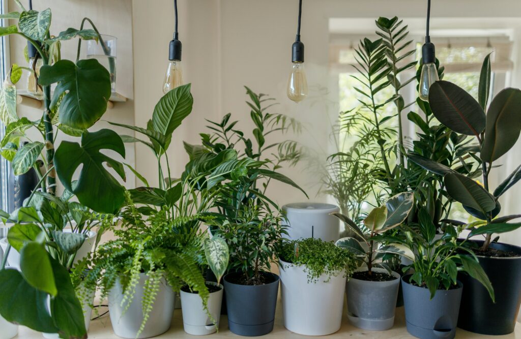 Using supplemental light for indoor plants during the Persephone Period