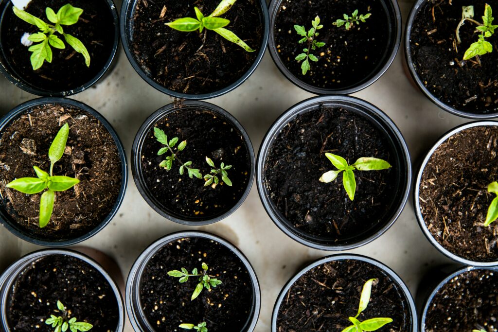Seedlings growing indoors before transplanting