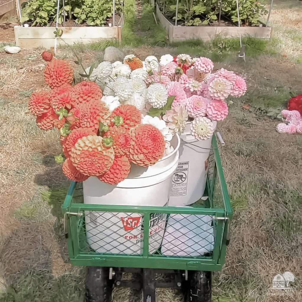 A sturdy cart will save your energy around the farm and make harvests easier